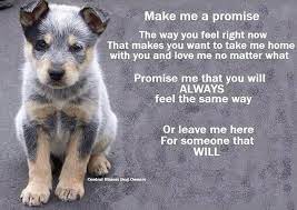 Pin By Cathy Grandstaff On Dogs Dogs Dog Adoption Pets