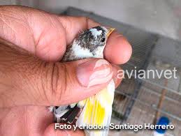 Mi sueño es ser un jilguero.: Jilgueros Pios O Panache Tipos De Comportamiento Genetico