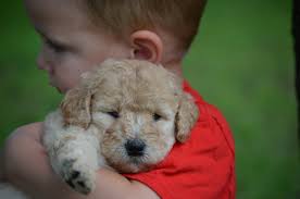 Miniature labradoodles are happy and playful dogs that are great for families with kids or other pets. Crockett Doodles Family Raised Doodle Puppies For Sale