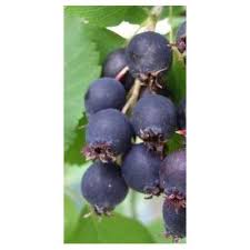 Image result for indiánská borůvka obrázek