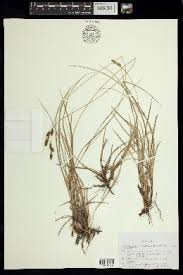 Image result for Scleria bequaertii