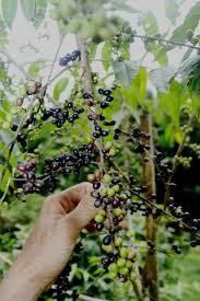 Image result for Brucea