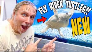 Searching for Fly River Turtles w/ Paul Cuffaro & Kyle!