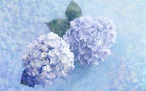 State the desired measurements for your photo wallpaper. Pink Hydrangea Wallpapers Wallpaper Cave