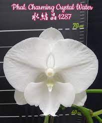 phal charming crystal water 水結晶1287 crystals charmed hot