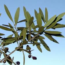 Bois D Olive Noir 40g Tisane Pharmarun