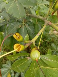 Wiped out by blight in the early 20th century, resistant hybrids of the american chestnut tree are making a comeback. My Edible Fruit Trees Chestnut Trees Qld