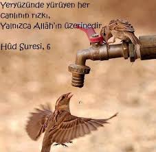 Kuranikerim Ayet Kuran Islam Corek Otu Yagi Com Work Friends Animals Positive Phrases