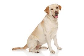 Check spelling or type a new query. Labrador Puppies For Sale In Scotland Glasgow Edinburgh Petsyoulove