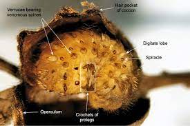 Check spelling or type a new query. Puss Caterpillar Larva Southern Flannel Moth Adult Megalopyge Opercularis