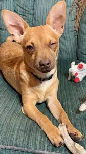 What does a poodle mixed with a chihuahua look like? Say Hi To Nacho Our Chihuahua Mini Poodle Mix Chihuahua