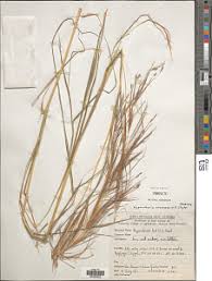 Image result for Hyparrhenia anamesa