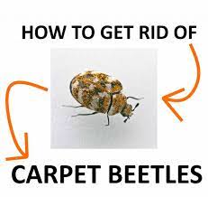 What do carpet beetles eat and live? How To Get Rid Of Carpet Beetles Naturally And Fast Bugwiz