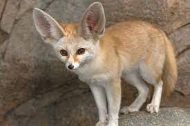 I want some fennec fox. Fennec Fox San Diego Zoo Animals Plants