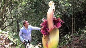 Big smile by big flowers, released 29 march 2021 1. World S Biggest Flowers World S Most Spectacular Plants Episode 2 Of 14 Youtube