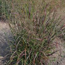 Image result for Panicum funaense
