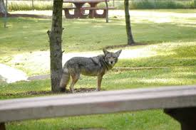 Today marks the one year anniversary of filming @thislandmovie . It was  written to hopefully better understand the role we as humans play in the  natural environment. I would have never guessed