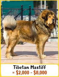 Answer by cardinalboy97 my aunt has had a couple of leonberger dogs. 19 Majestic Dogs That Cost A Whole Fortune