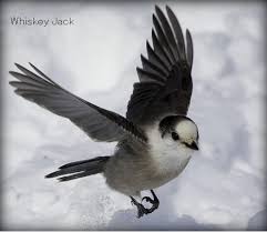 Black Bird With White Chest Whiskey Jack Bird Chest Tattoo Idea Black Bird Tattoo Bird Birds Tattoo