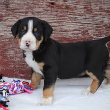 Greater swiss mountain dog large dog pure bred puppy for sale hiking. Pin On Puppies For Sale
