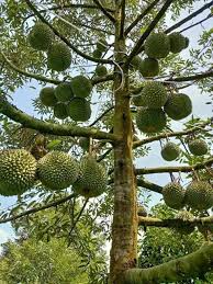 Video cara menanam durian pendek berbuah banyak. Kalau Tanam Anak Pokok Durian Di Rumah Ikut Cara Penjagaan Ini Supaya Pokok Hidup Subur Berbuah Vanilla Kismis