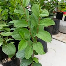 Daun bidara atau ziziphus mauritiana, juga dikenal pohon jujube yang diyakini berasal dari china. Manfaat Dan Cara Menggunakan Daun Bidara