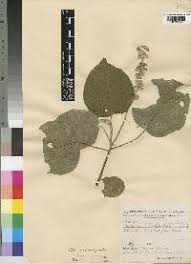 Image result for Croton macrostachyus