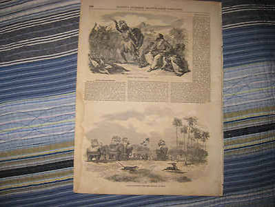 ANTIQUE 1857 ANTELOPE HUNTING WITH LEOPARD IN INDIA KAFFIR AFRICA TRIBE PRINT NR | eBay
