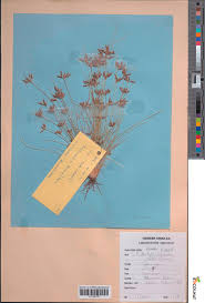 Image result for Bulbostylis hispidula