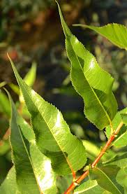 Image result for Dovyalis lucida