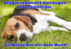 Beagle Zitate Und Sprüche