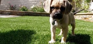 synthetic turf manufacturer tiger turf turf style marquee pro natural gazon synthetique gazon artificiel pelouse artificielle