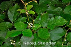 Image result for Neonotonia wightii