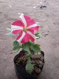 Ugaoo offers premium quality organic plant seeds online in india at the best prices with a guarantee of a good growth rate. Kitoniya Winter Flowers Plant By Kisan Nursery And Plantation Center Kitoniya Winter Flowers Plant Id 4299889