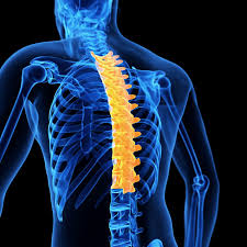 It is concerned with the part of the tongue between the front and the. Thoracic Spine