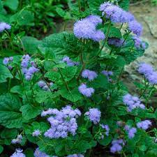 An annual, ageratum prefers fertile soil with good drainage and full sun (it will tolerate partial sun where summers are hot). Ageratum Houstonianum Finegardening