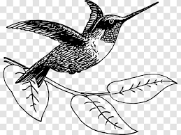 Check spelling or type a new query. Hummingbird Drawing Clip Art Haming Birds Transparent Png