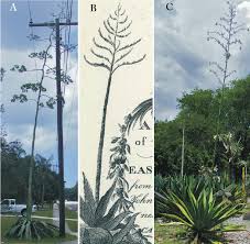 Image result for Agavaceae