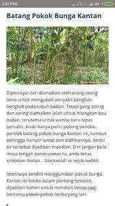 Anim agro technology kantan kenapa harga tinggi sumber animhosnan.blogspot.com. Khasiat Pokok Kantan Dari Buah Bunga Laman Pokok Kantan Facebook