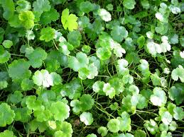 Image result for Hydrocotyle sibthorpioides