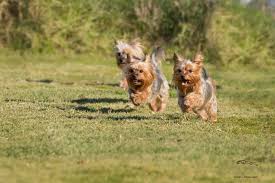 Very pleased with the results and will continue to use and. 25 Best Dog Foods For Yorkies Dry Food Canned Treats