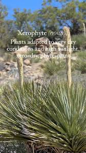 Image result for Xerophyta zimbabwensis