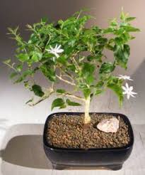 Image result for Jasminum multiflorum