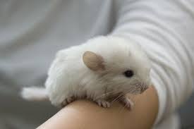 Check spelling or type a new query. Boarding Baby Chinchilla Cute Baby Animals Chinchilla Cute Cute Animals