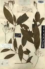 Image result for Lasianthus kilimandscharicus