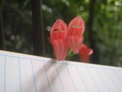 Image result for Isoglossa eliasbandae