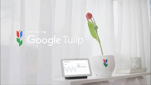 The tulip is a classic flower of love, although it was considered more of a symbol for charity by the victorians. Introducing Google Tulip Youtube