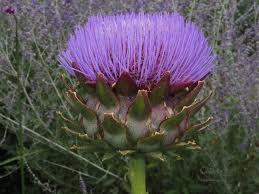 Image result for Cynara cardunculus