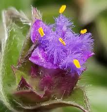 Image result for Cyanotis