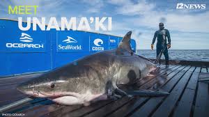 An improper shark attack isn't a proper shark attack and never used on any websites, in any news articles, repeated by any google shark attack experts, they just go away as if they never happened. Shark Attack On Cape Cod Seals Prompts Alert For Swimmers Wusa9 Com